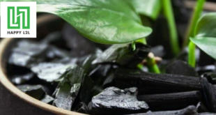 Được sử dụng trong lĩnh vực trồng cây cảnh