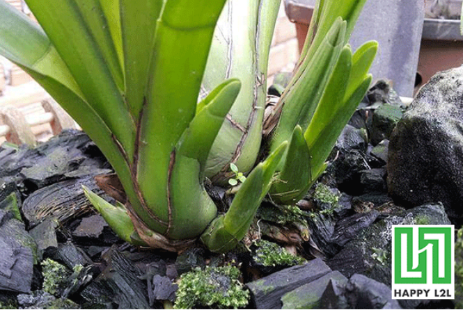 Ngăn ngừa sâu bệnh và nấm mốc