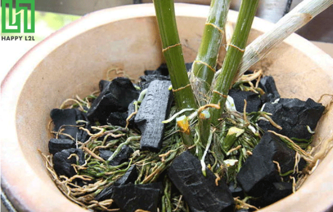 Cải thiện hấp thụ dinh dưỡng cho lan